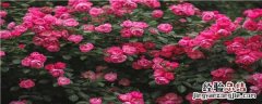 月季花适合什么土壤 月季花适合什么土壤?