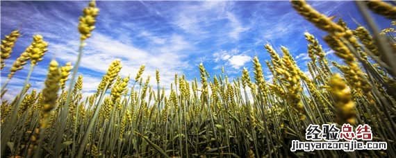 小麦适合什么土壤类型沙质土,黏质土,壤土 小麦适合什么土壤