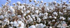 棉花是不是花 棉花是不是花类