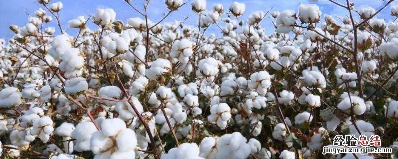 棉花是不是花 棉花是不是花类