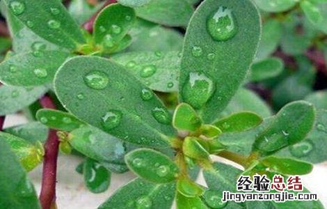 马齿苋的功效与作用及禁忌 晒干马齿苋的功效与作用及禁忌
