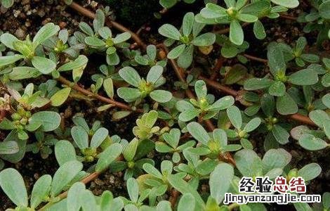 马齿苋的功效与作用及禁忌 晒干马齿苋的功效与作用及禁忌