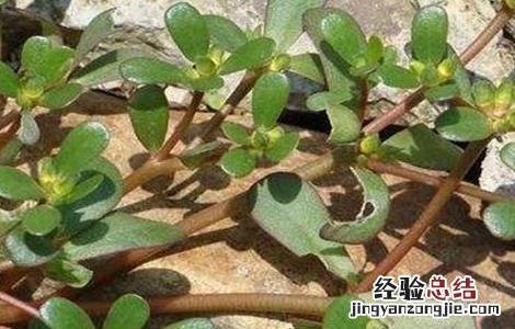 马齿苋的功效与作用及禁忌 晒干马齿苋的功效与作用及禁忌