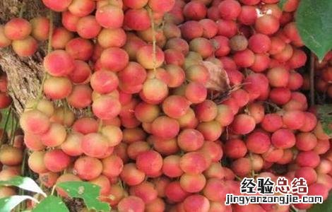 木奶果的功效与作用 木奶果的药用价值
