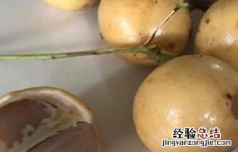 木奶果的功效与作用 木奶果的药用价值