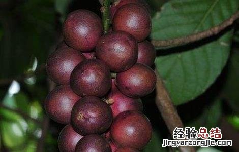 木奶果的功效与作用 木奶果的药用价值