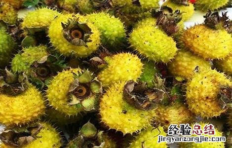 野刺梨根熬水喝有啥好处 野刺梨泡水喝的功效