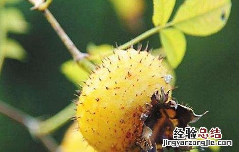 野刺梨根熬水喝有啥好处 野刺梨泡水喝的功效
