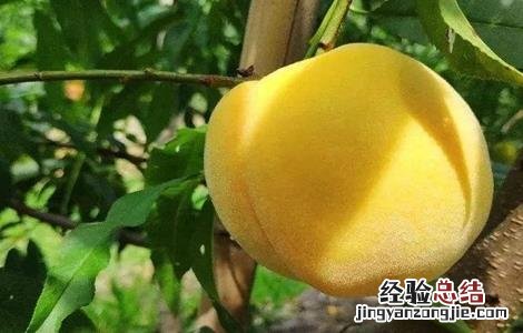 黄桃的功效与作用上火吗 黄桃的功效与作用