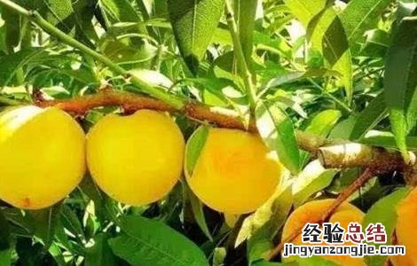 黄桃的功效与作用上火吗 黄桃的功效与作用