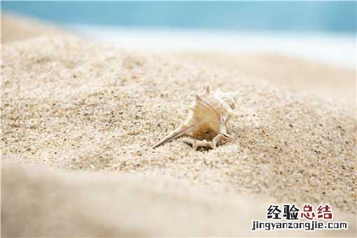 法螺是几级保护动物吗 法螺是几级保护动物