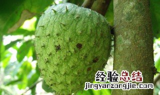 荔枝干是碱性还是酸性 番荔枝是酸性还是碱性