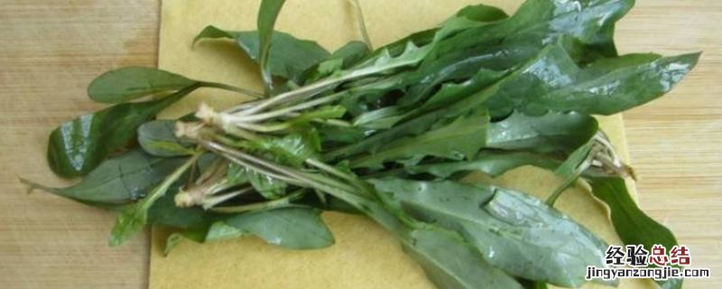 苦菜根怎么做好吃 苦菜怎么做好吃有几种吃法