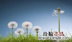 植物传播种子的方法 植物怎么传播种子