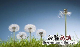 植物传播种子的方法 植物怎么传播种子