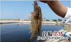 石灰撒虾塘会死虾么 石灰撒虾塘虾会死吗