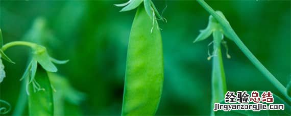 南方豌豆种植时间和方法 豌豆种植时间和方法