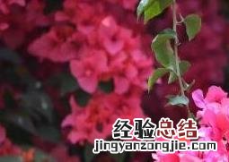 三角梅的养殖方法和浇水 三角梅的养殖方法和注意事项