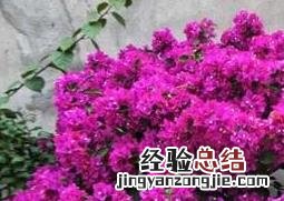 三角梅的养殖方法和浇水 三角梅的养殖方法和注意事项