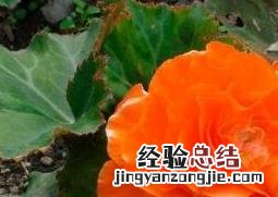 重瓣海棠花的养殖方法 重瓣海棠花的养殖方法和方法