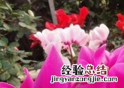 仙客来怎么养 仙客来怎么养护长得旺盛花开的好