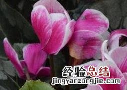 仙客来怎么养 仙客来怎么养护长得旺盛花开的好
