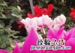 仙客来怎么养 仙客来怎么养护长得旺盛花开的好