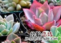 多肉植物怎么养颜色才鲜艳 多肉植物怎么养