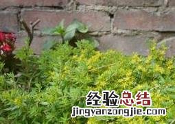 垂盆草图片与功效 垂盆草图片