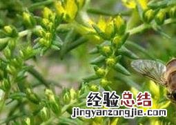 垂盆草图片与功效 垂盆草图片