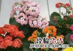 长寿花怎么养 长寿花怎么养才能爆盆