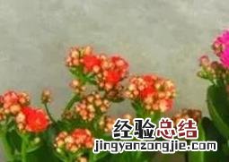 长寿花怎么养 长寿花怎么养才能爆盆