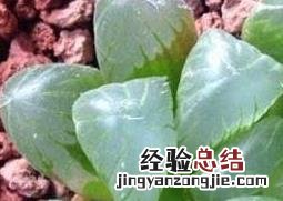 冰灯玉露的养殖方法和注意事项 冰灯玉露的养殖方法和注意事项图片