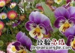 多肉三色堇的养殖方法和注意事项 三色堇的养殖方法和注意事项