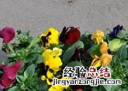 多肉三色堇的养殖方法和注意事项 三色堇的养殖方法和注意事项