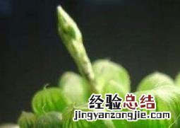 多肉植物玉露怎么养 玉露怎么养殖