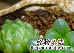 多肉植物玉露怎么养 玉露怎么养殖