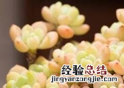 罗琦多肉用什么盆 多肉罗琦怎么养护
