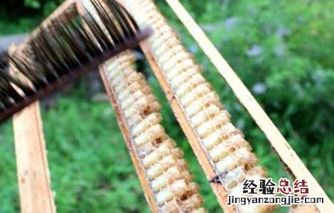 蜂王浆的营养价值及功效与作用 蜂王浆的营养价值及功效