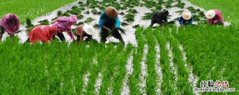 农业三夏是指什么 三夏三秋是什么意思