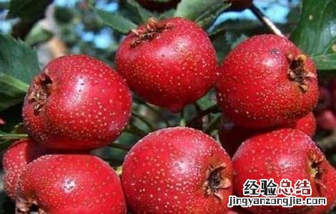 山楂的功效与作用 山楂的功效与作用与主治