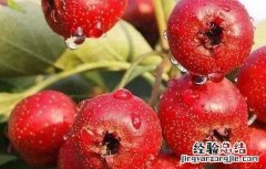 山楂的功效与作用 山楂的功效与作用与主治
