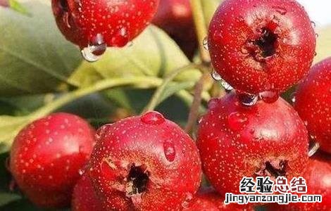 山楂的功效与作用 山楂的功效与作用与主治