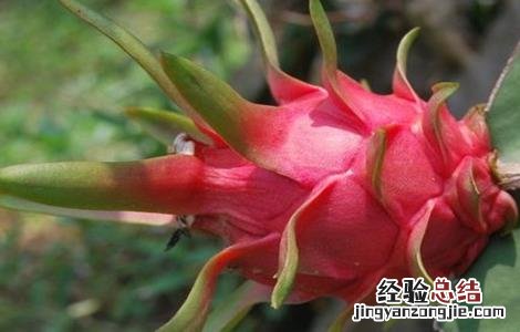火龙果功效与作用 火龙果功效与作用有哪些好处