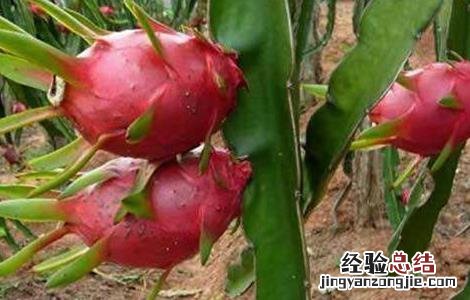 火龙果功效与作用 火龙果功效与作用有哪些好处