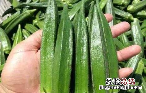 秋葵的功效与作用及营养 秋葵的功效