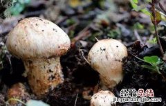 松茸的功效与作用吃法 松茸的功效