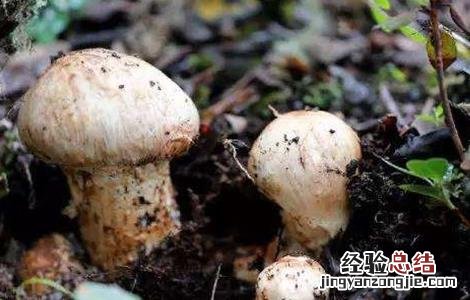 松茸的功效与作用吃法 松茸的功效