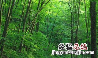 平地木的功效与作用 平地木的功效与作用及禁忌症