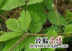 含羞草怎么养活它 含羞草怎么养